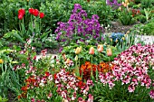 SPRING BORDER WITH TULIPS AND WALLFLOWERS