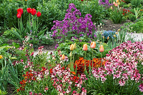 SPRING_BORDER_WITH_TULIPS_AND_WALLFLOWERS