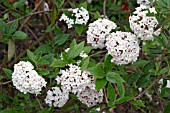 VIBURNUM X BURKWOODII ANNE RUSSELL