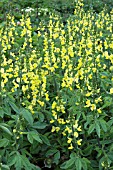 THERMOPSIS CHINENSIS