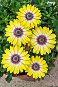 OSTEOSPERMUM BLUE EYED BEAUTY