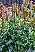 DIGITALIS PARVIFLORA MILK CHOCOLATE