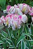 TULIPA SILVER PARROT