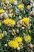 CENTAUREA ORIENTALIS