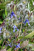 CLEMATIS X DIVERSIFOLIA VAR HENDERSONII