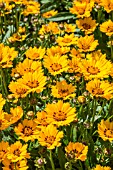 COREOPSIS LANCEOLATA WALTER