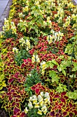 SUMMER BEDDING WITH SINNINGIA (COLEUS) ANTIRRHINUM AND ABUTILON