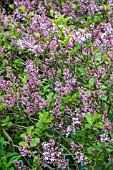 SYRINGA MEYERI PALIBIN AGM