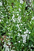 OMPHALODES LINIFOLIA AGM