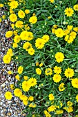 CALENDULA SKYFIRE