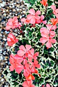 PELARGONIUM FRANK HEADLEY