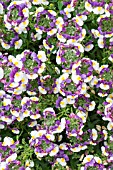 NEMESIA BLACKBERRY RIPPLE