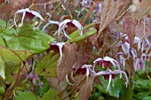 EPIMEDIUM MADAME BUTTERFLY