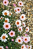 ARGYRANTHEMUM HONEY BEES LIGHT PINK