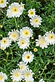 ARGYRANTHEMUM HONEY BEES DOUBLE ESPRESSO MACCHIATO