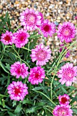 ARGYRANTHEMUM ARAMIS DOUBLE