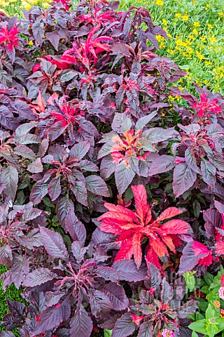 AMARANTHUS_MOLTEN_FIRE