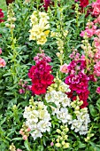 ANTIRRHINUM DOUBLE BUTTERFLY MIXED