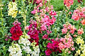 ANTIRRHINUM DOUBLE BUTTERFLY MIXED