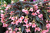 BEGONIA COCOA ENCHANTED
