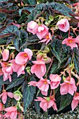 BEGONIA COCOA ENCHANTED