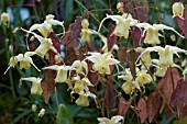 EPIMEDIUM FLOWERS OF SULPHUR