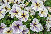 PETUNIA CRAZYTUNIA CLOUD 9