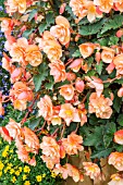 BEGONIA FRAGRANT FALLS PEACH