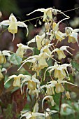 EPIMEDIUM FLOWERS OF SULPHUR