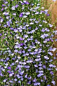 LOBELIA SAPPHIRE CASCADE