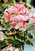 PELARGONIUM SAMMY BROUGHAM