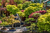 BONSAI GARDEN