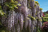 BONSAI GARDEN WITH WISTERIA