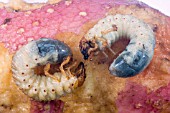 COCKCHAFER GRUBS AND DAMAGE TO POTATO