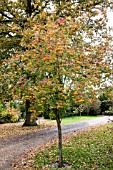 SORBUS JOSEPH ROCK