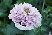 PAPAVER PEONIFLORA CANDY FLOSS