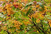 SORBUS JOSEPH ROCK