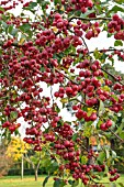 MALUS X ROBUSTA RED SENTINEL