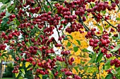 MALUS X ROBUSTA RED SENTINEL