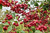 MALUS X ROBUSTA RED SENTINEL