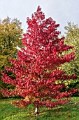 LIQUIDAMBER STYRACIFLUA WORPLESDON AGM