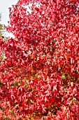 LIQUIDAMBER STYRACIFLUA WORPLESDON AGM