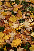 CARPET OF ACER LEAVES