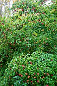 CORNUS KOUSA FRUITING IN AUTUMN