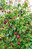 CORNUS KOUSA FRUITING IN AUTUMN