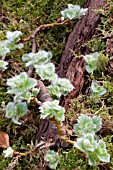 SALIX NAKAMURANA YEZOALPINA