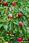 CORNUS KOUSA FRUITING IN AUTUMN