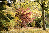 AUTUMN COLOUR AT THE PLACE FOR PLANTS ARBORETUM