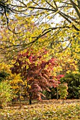 AUTUMN COLOUR AT THE PLACE FOR PLANTS ARBORETUM