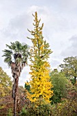 GINGKO BILOBA IN AUTUMN COLOUR